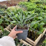 Juka (Yucca Rostrata) ‘FRENCH FLAG’® - výška 10-15 cm, kont. C1,5L